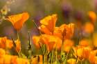 Arizona-Peridot Mesa California poppies in bloom Art Print